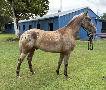 HorseID: 2309705 Kevlar MAX - PhotoID: 1094230