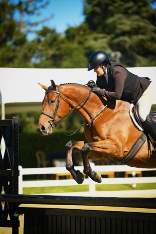 HorseID: 2309706 Kilcandra Top Gun - PhotoID: 1094226