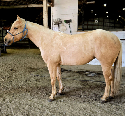 HorseID: 2309707 Boons Highbrowd Lady - PhotoID: 1094231