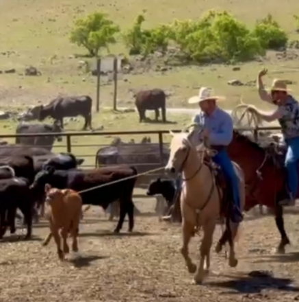 HorseID: 2309707 Boons Highbrowd Lady - PhotoID: 1094233