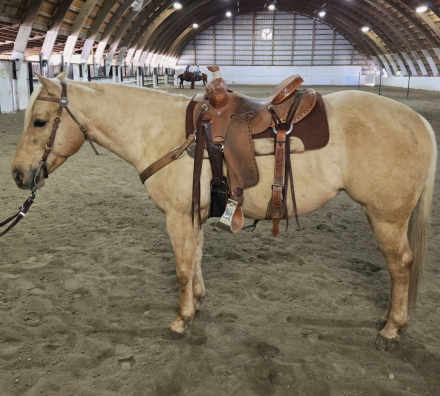 HorseID: 2309707 Boons Highbrowd Lady - PhotoID: 1094234