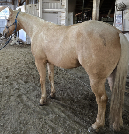 HorseID: 2309707 Boons Highbrowd Lady - PhotoID: 1094235