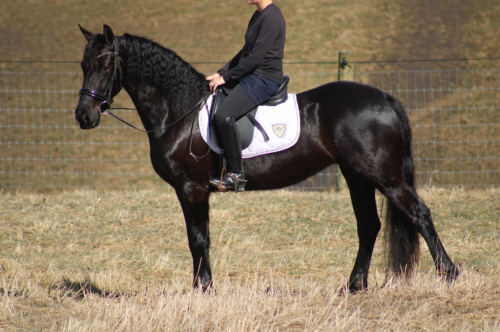 HorseID: 2309708 Dreamy - PhotoID: 1094237