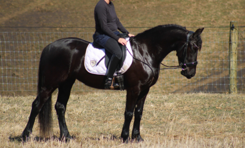 HorseID: 2309708 Dreamy - PhotoID: 1094238