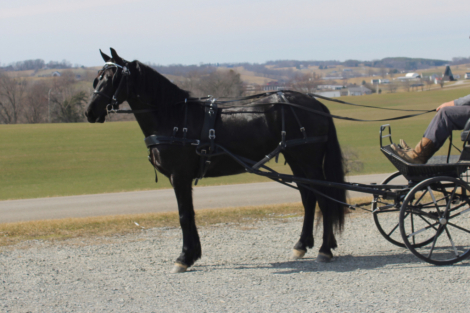 HorseID: 2309708 Dreamy - PhotoID: 1094240