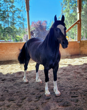 HorseID: 2309709 Braego Bey EFF - PhotoID: 1094241