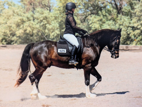 HorseID: 2309709 Braego Bey EFF - PhotoID: 1094242