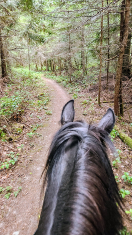 HorseID: 2309709 Braego Bey EFF - PhotoID: 1094243