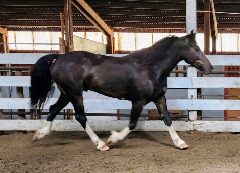 HorseID: 2309709 Braego Bey EFF - PhotoID: 1094244