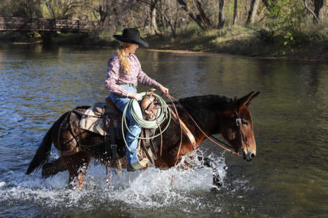 HorseID: 2309711 Martini - PhotoID: 1094630