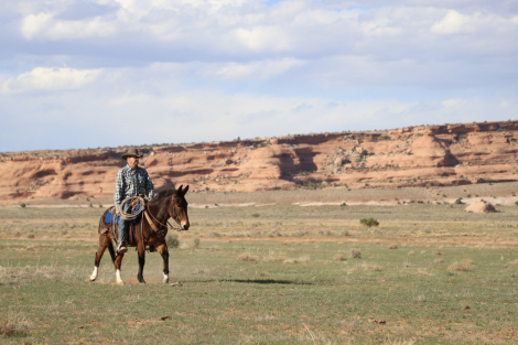 HorseID: 2309711 Martini - PhotoID: 1094631