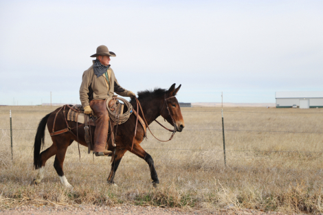 HorseID: 2309711 Martini - PhotoID: 1094632