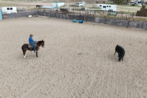 HorseID: 2309711 Martini - PhotoID: 1094633