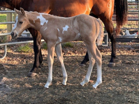 HorseID: 2309713 ACESASSETS - PhotoID: 1094245