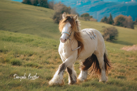 HorseID: 2309715 Miracle - PhotoID: 1094246