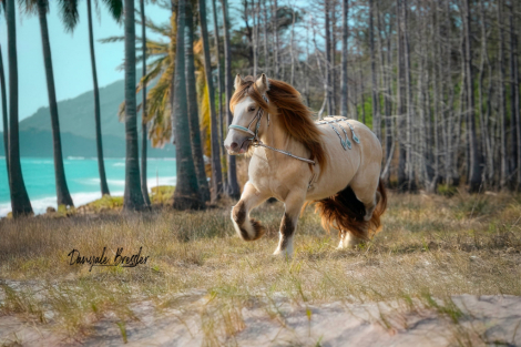 HorseID: 2309715 Miracle - PhotoID: 1094247