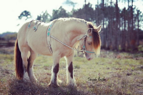 HorseID: 2309715 Miracle - PhotoID: 1094248