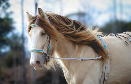 HorseID: 2309715 Miracle - PhotoID: 1094249