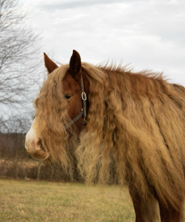 HorseID: 2309716 Mandarin Fury of Evans Acres - PhotoID: 1094250