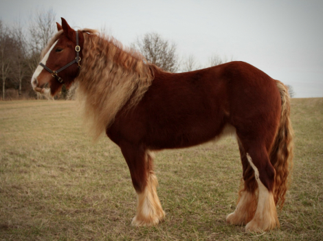 HorseID: 2309716 Mandarin Fury of Evans Acres - PhotoID: 1094251