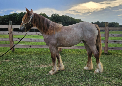 HorseID: 2309716 Mandarin Fury of Evans Acres - PhotoID: 1094252