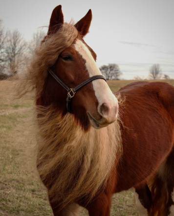 HorseID: 2309716 Mandarin Fury of Evans Acres - PhotoID: 1094253