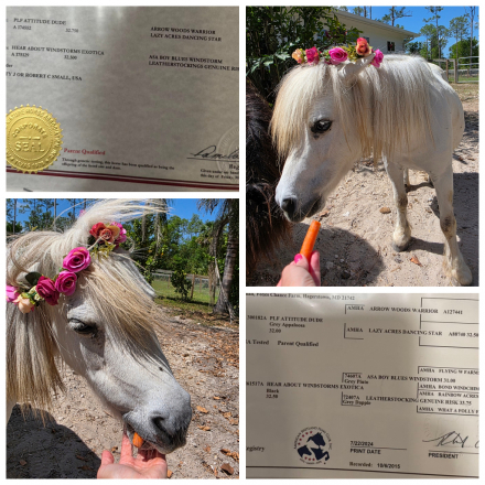 HorseID: 2309719 Isabella - PhotoID: 1094255