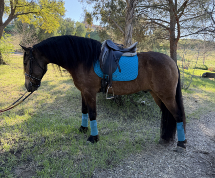 HorseID: 2309720 Bruno - PhotoID: 1094256