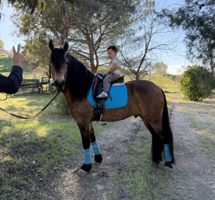 HorseID: 2309720 Bruno - PhotoID: 1094257