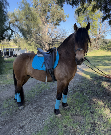 HorseID: 2309720 Bruno - PhotoID: 1094258