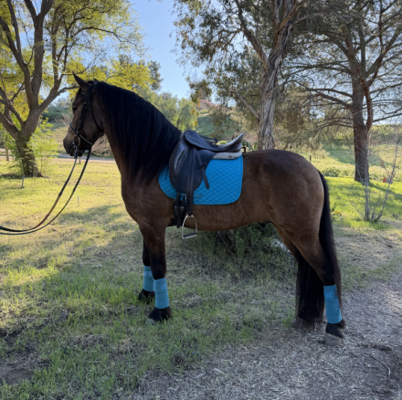 HorseID: 2309720 Bruno - PhotoID: 1094259