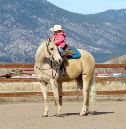 HorseID: 2309721 Pale High Brow - PhotoID: 1094260