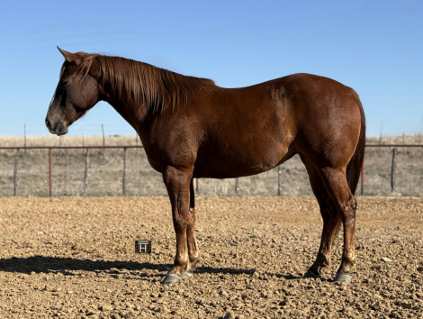 HorseID: 2309723 Wimpys Royal Chic - PhotoID: 1094261