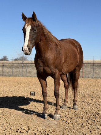 HorseID: 2309723 Wimpys Royal Chic - PhotoID: 1094264