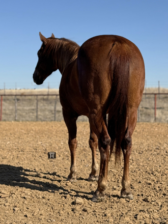 HorseID: 2309723 Wimpys Royal Chic - PhotoID: 1094265