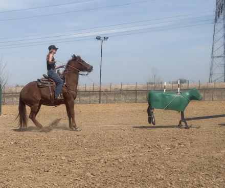 HorseID: 2309723 Wimpys Royal Chic - PhotoID: 1094266