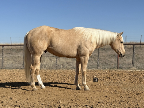 HorseID: 2309724 CMG Limitless - PhotoID: 1094267