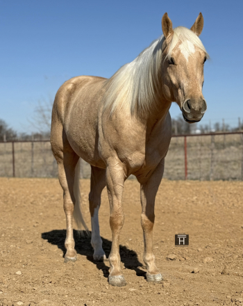 HorseID: 2309724 CMG Limitless - PhotoID: 1094268