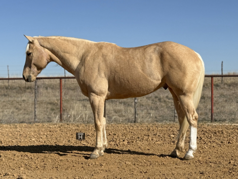 HorseID: 2309724 CMG Limitless - PhotoID: 1094269