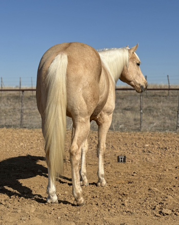 HorseID: 2309724 CMG Limitless - PhotoID: 1094270