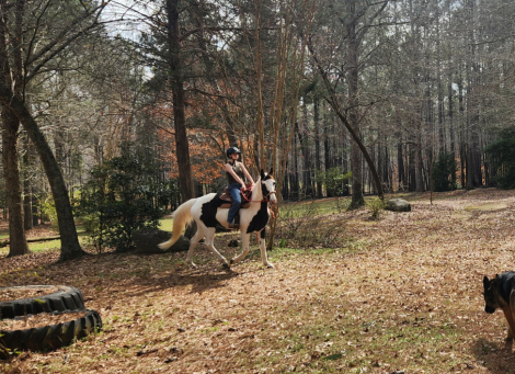 HorseID: 2309728 Jasmine - PhotoID: 1094274