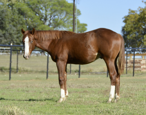 HorseID: 2309729 THE BEST DETAILS - PhotoID: 1094275