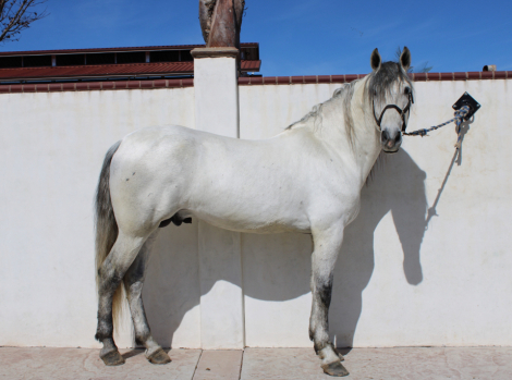 HorseID: 2309730 Enganoso de Vientos - PhotoID: 1094276
