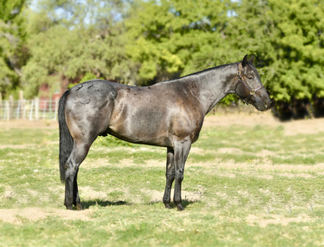 HorseID: 2309731 LZM HAYE DRIFTER - PhotoID: 1094277