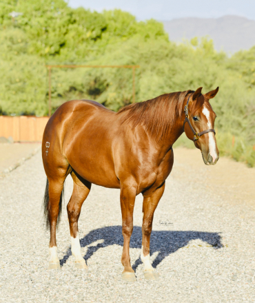 HorseID: 2309732 Oakley - PhotoID: 1094278