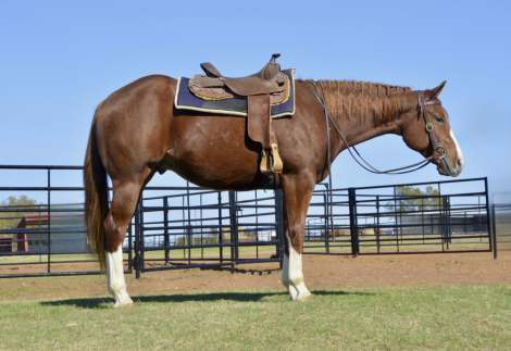 HorseID: 2309733 REQUIRED TO ZIP - PhotoID: 1094279