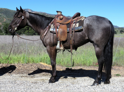 HorseID: 2309734 ASHWOODS MOODY BLUES - PhotoID: 1094285