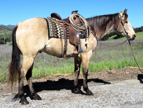 HorseID: 2309735 SILVERWOODVALENTINO - PhotoID: 1094286