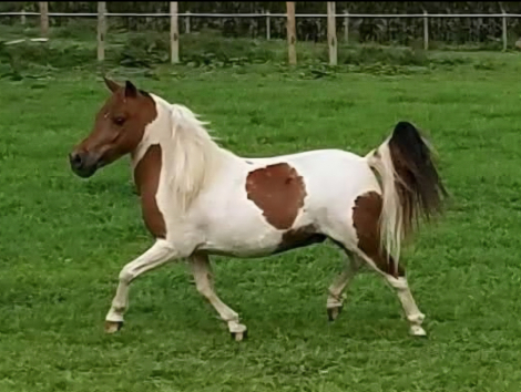 HorseID: 2309740 Willow Winds Gizmo - PhotoID: 1094282