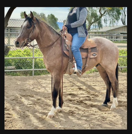 HorseID: 2309741 Charlie Kirk - PhotoID: 1094283